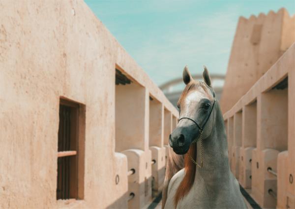 阿尔沙卡布国际阿拉伯马展将在全球舞台上隆重入场