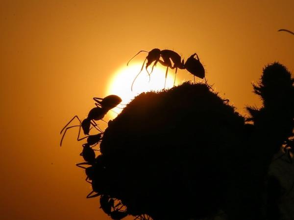 科学家们计算了全球蚂蚁的数量：有2万亿亿只，也就是每人250万只