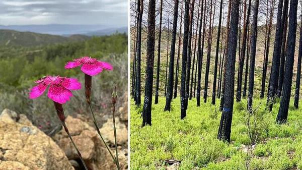 烧焦的马尔马里斯森林正在恢复活力