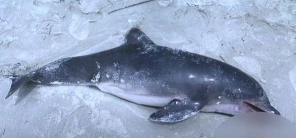 玩家必看“毛豆链接拼三张房卡在哪买”房卡详细使用教程