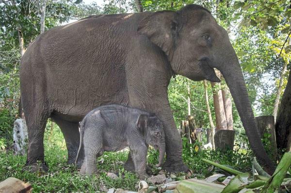 辅助神器“牵手跑得快怎么才可以拿好牌”(原来确实是有挂)